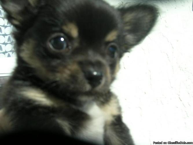 CHIHUAHUA, LONG HAIRED PUPPIES READY FOR NEW HOMES - Price: $295 - $325