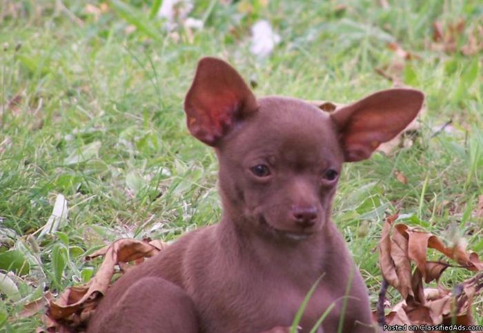 Chihuahua - Price: $300