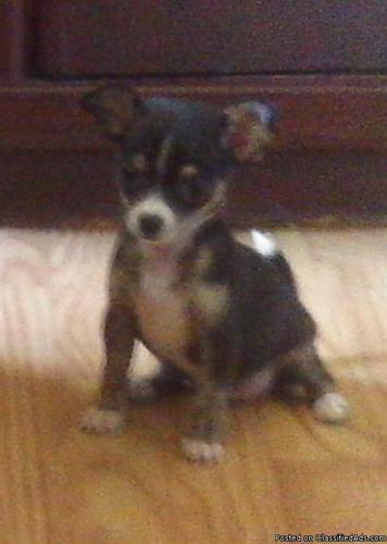 Chihuahua puppies for sale - Price: $300.00