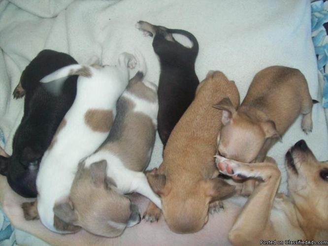 Chihuahua Puppies for Sale - Price: 300.00