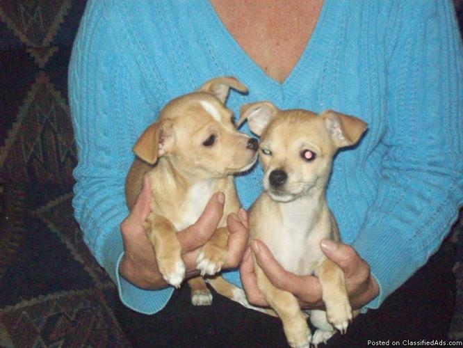 Chihuahua puppies for sale - Price: $350.00 each