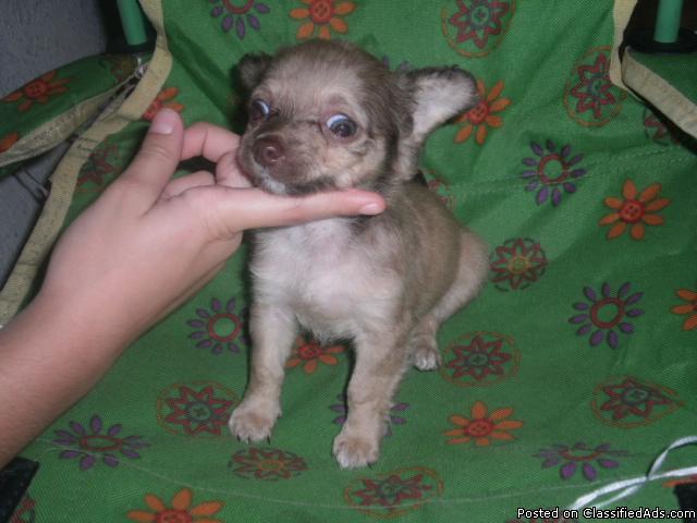 Chihuahua Puppies for Sale - Price: 75.00