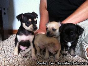 Chihuahua Puppies - Price: $150