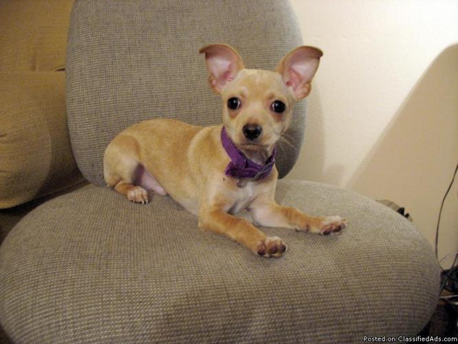 Chihuahua Puppies - Price: 200-250