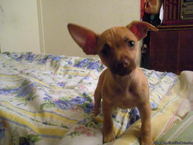 Chihuahua puppies - Price: $200.00