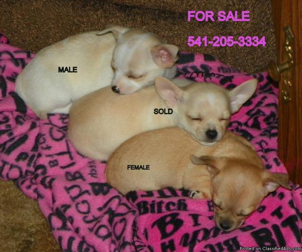 chihuahua puppies price 200250 19208205