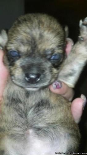 Chihuahua puppies - Price: $200