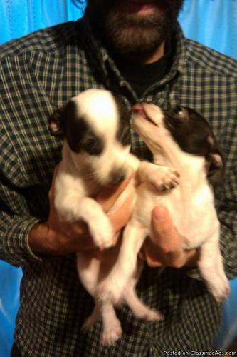 Chihuahua Puppies - Price: 225.00