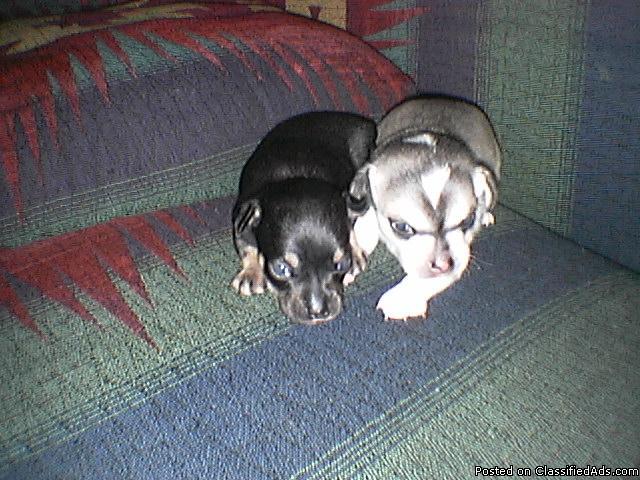 Chihuahua puppies - Price: 300-350