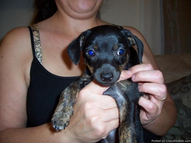 Chihuahua puppy $100.00 VERY CUTE born june 3rd 2012 3 months old only 1 left - Price: $100.00