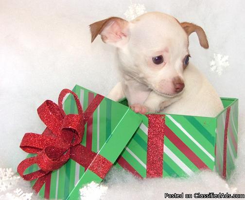 Chihuahua puppy female AKC papers white and tan - Price: 695.00