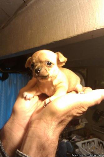 Chihuahua Puppy - Price: 225.00