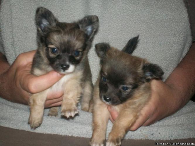 chihuahua puppy - Price: $400.00