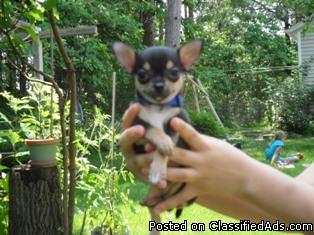 Chihuahua Teacup Puppies Price 400 00 For Sale In Muskegon Michigan Best Pets Online