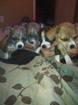 chihuahuas for sale - Price: 100