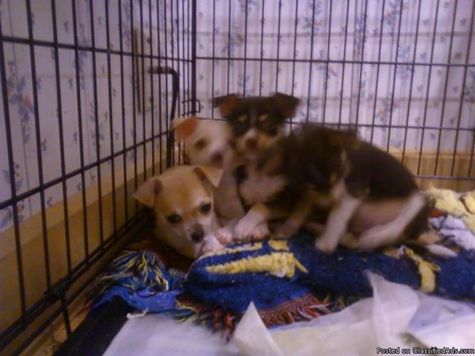 chihuahuas for sale - Price: 300.00