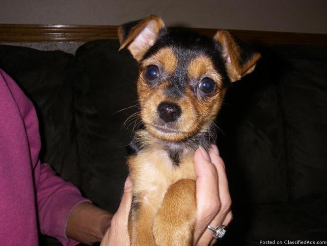Chihuahua/Yorkie Puppy---Female---$350 - Price: $350