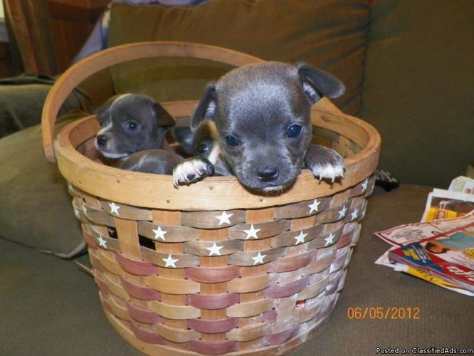 chihuaua puppies (blue) - Price: $450.00