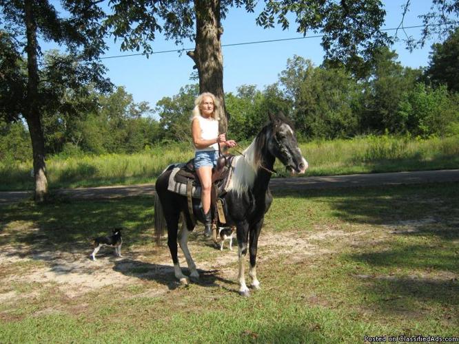 Child-Proof, Black & White Gaited, Paint Mare for sale - Price: $500.00