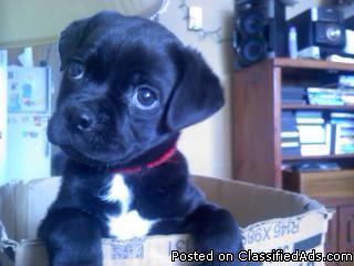 chinease pug mix puppy needs loveing home - Price: 150.00