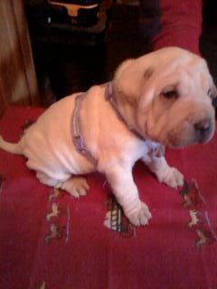 Chinese Shar Pei Puppies Mini Very Wrinkled Hippo Faced Price