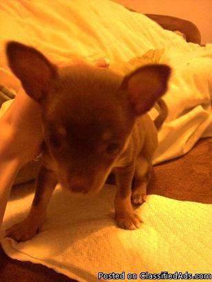 Chocolate chihuahua puppy - Price: 275