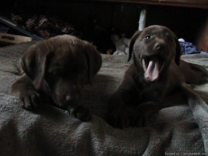 Chocolate Labrador Puppies - Toilet Trained - - Price: 1,295/1,195 F/M
