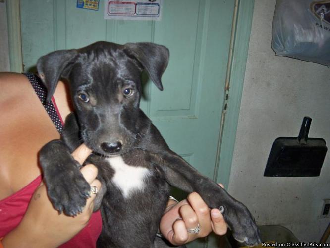 Chocolate Labrador Retriever Puppy - Price: $150