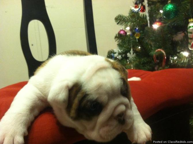 Christmas English Bulldog puppies Available - Price: 400