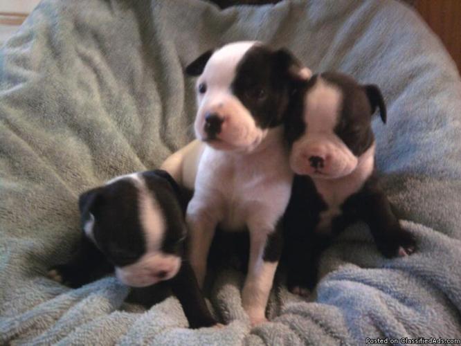 CKC Boston Terrier Puppies - Price: $350