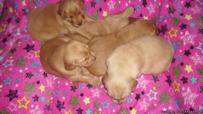 CKC Golden Retriever puppies!! - Price: 250.00