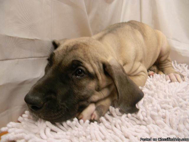 CKC Great Dane Female Pups - Price: 450