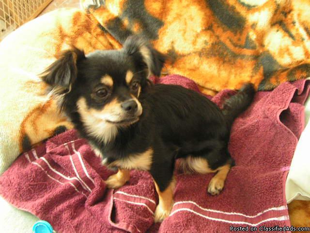 CKC LG. HAIRED CHIHUAHUA'S - Price: 400.00--600.00