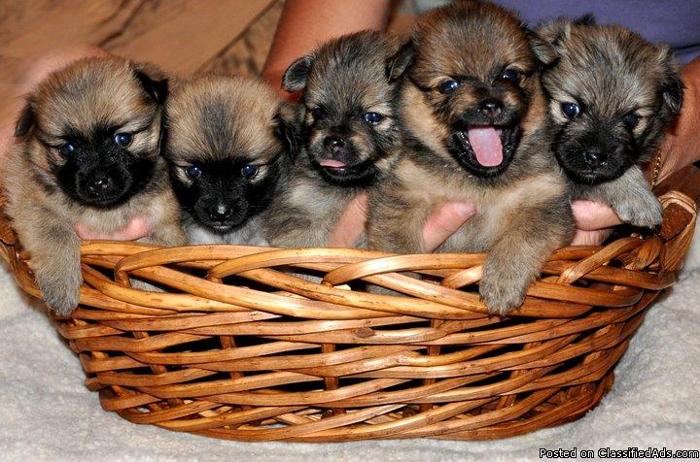 ckc pomeranian puppies for sale