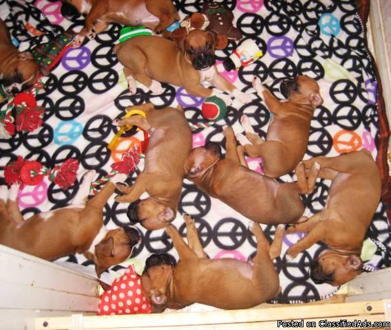 CKC registered Boxer puppies will be ready to go to their new home 22 Dec - Price: $300.00