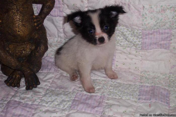 ckc registered chihuahua babies - Price: 150.00