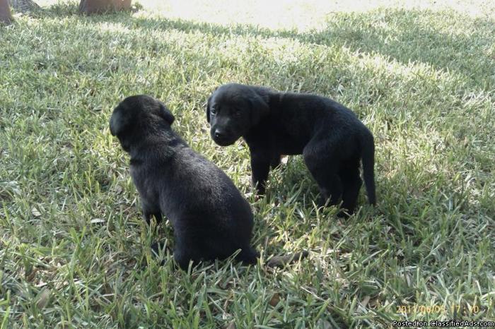 CKC Registered Labrador Retriever Pups - Price: 300