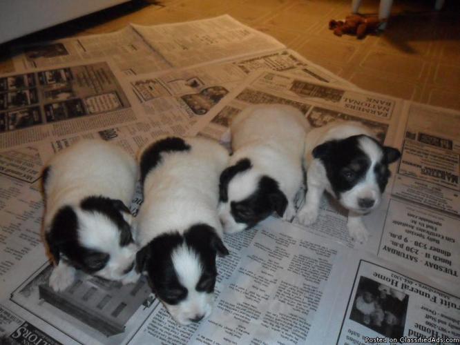 ckc registered papillion puppies for sale - Price: $350.00