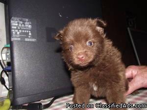 ckc registered pomeranian puppys - Price: $350.00 -$500.00