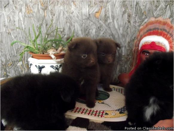 ckc registered pomeranian puppys - Price: 350.00-$500.00