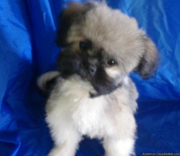 Ckc Shih Tzu Pomeranian Shiranian Puppy 14 Weeks For Sale In Clyde North Carolina Best Pets Online