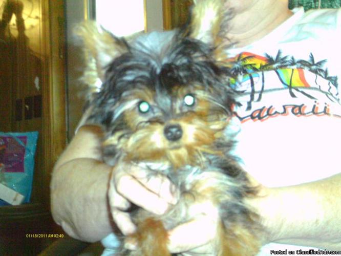 ckc t-cup yorkie female puppy - Price: 1,000