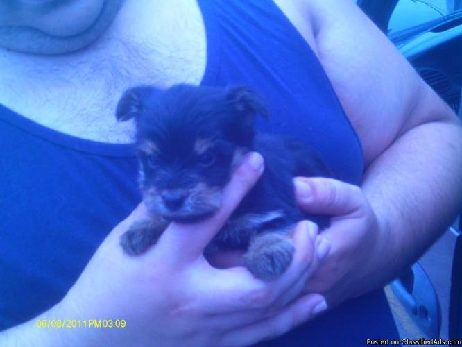CKC Tiny Yorkshire Terrier Puppies - Price: 700.00