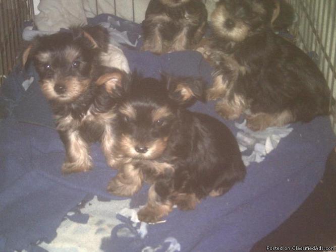 CKC Yorkshire Terrier Puppies - Price: $400.00