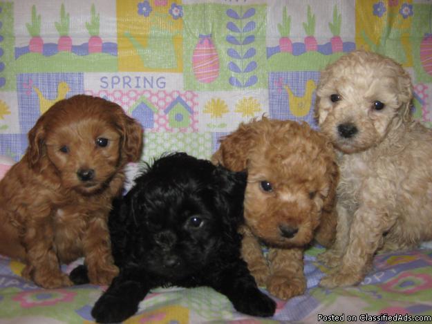 cockapoo puppies for sale north west
