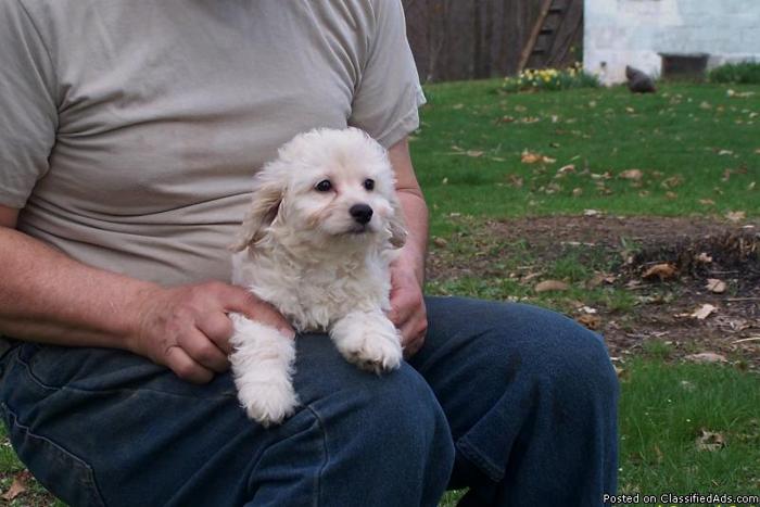 Cockapoo Puppies Price 400 For Sale In Clearfield Iowa Best Pets Online