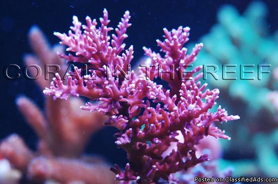 Corals For Sale - Coral Raffle - Coral Island Tropical Fish and Corals - Price: $50