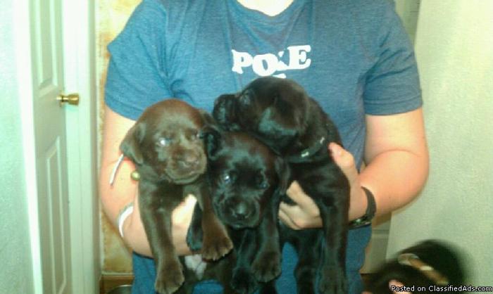 Cute ACA reg. Black LAB puppies for sale - Price: 200.00