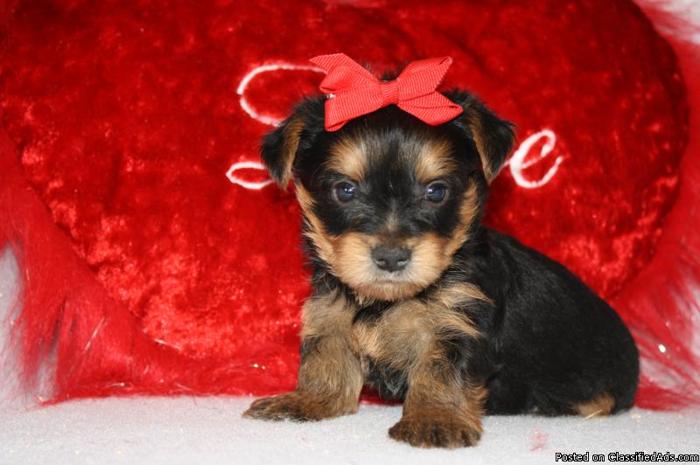 Cute Adorable Little Yorkie puppies for sale - Price: 650.00