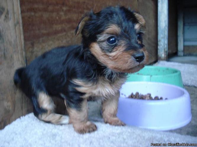 CUTE, ADORABLE, MORKIE PUPPIES - Price: 500